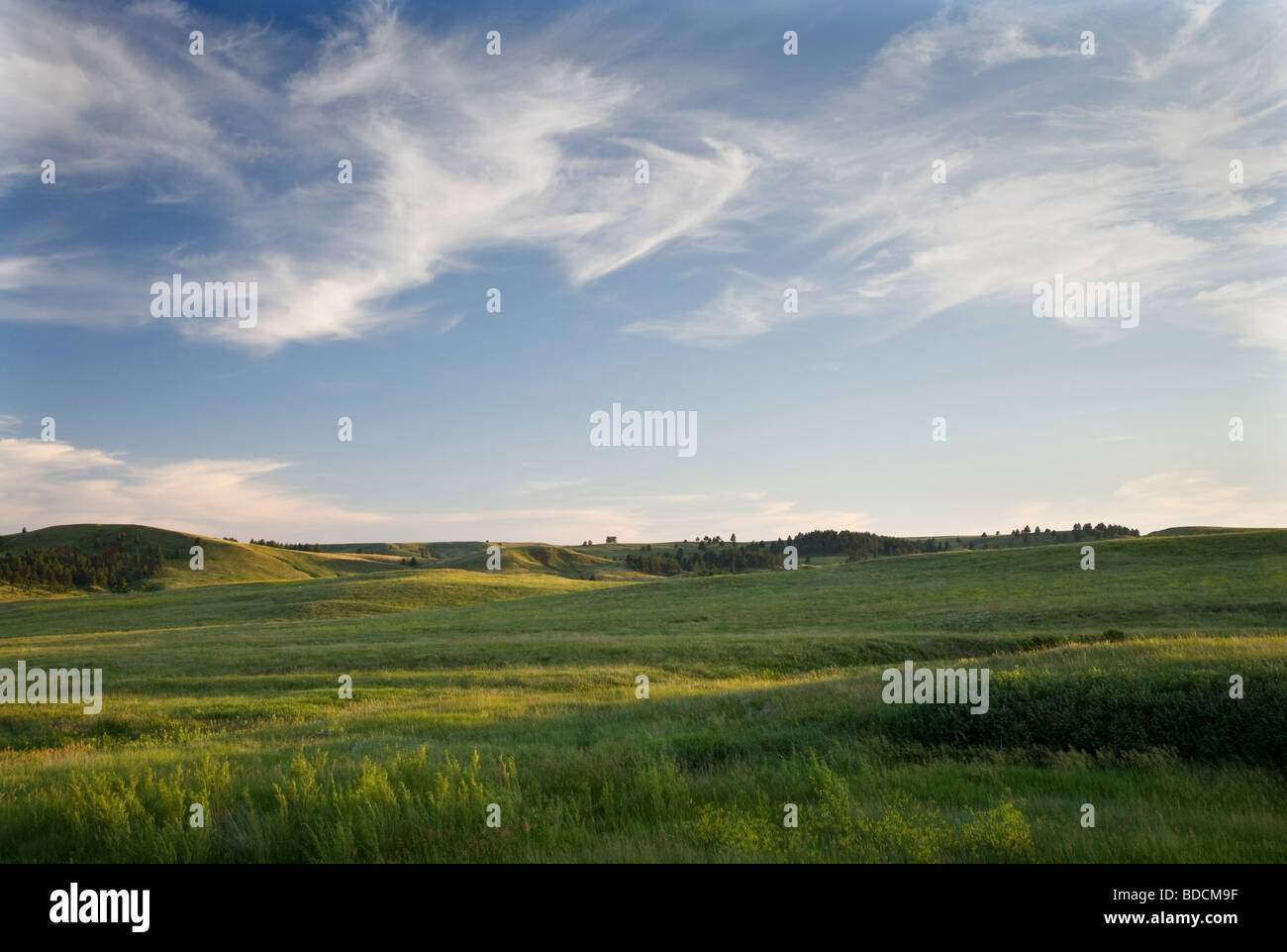 Grünland entlang der Wildlife Loop Road, Custer State Park, South Dakota Stockfoto