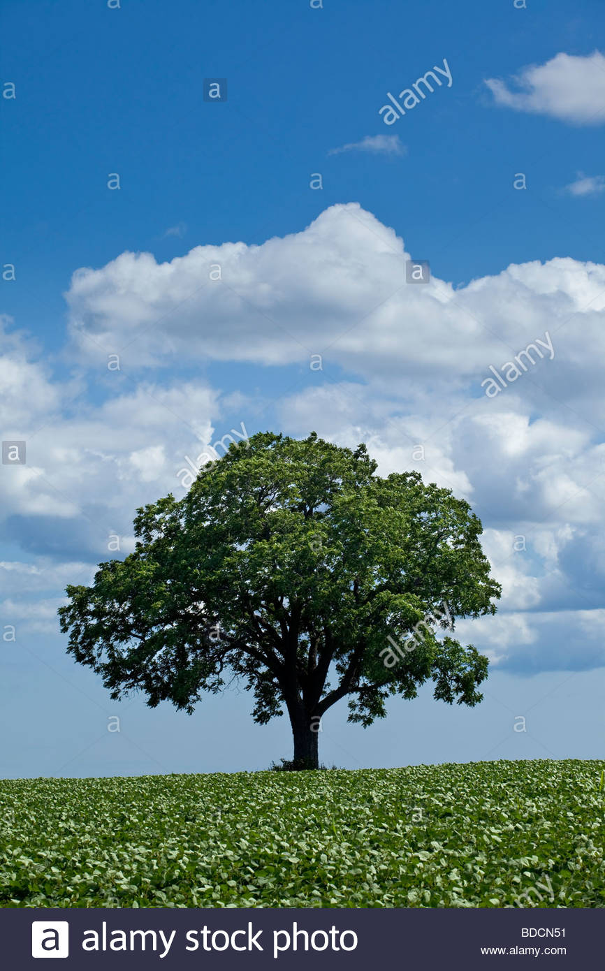 Einsamer Baum wächst in einem Feld-Hof in Ontario Kanada