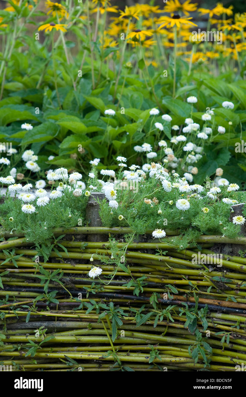 Willow peitschen, Living willow Kanten/Fechten/fedge rund um Blume Grenze in einem englischen Garten Stockfoto
