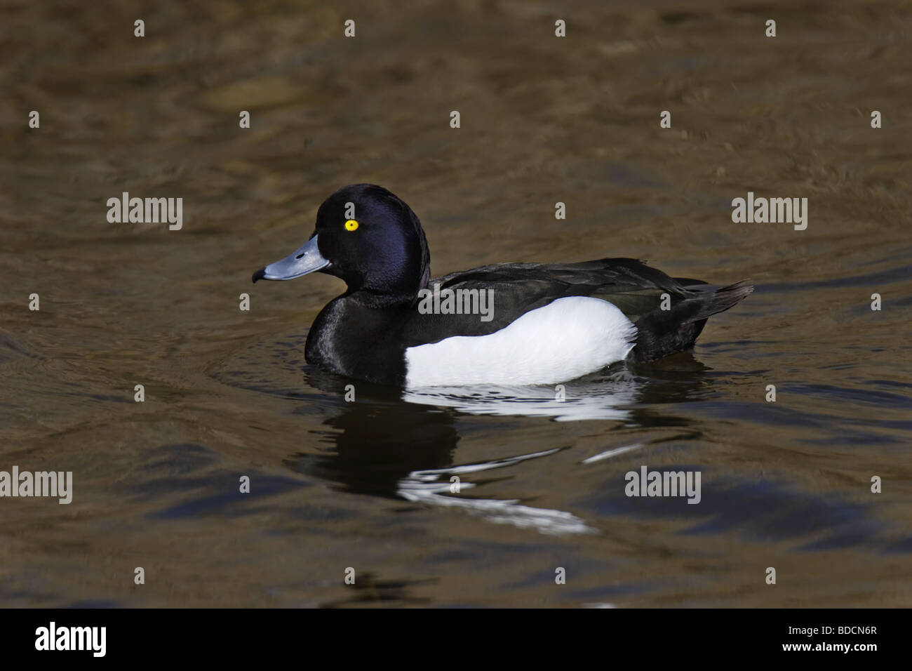 Reiherente (Aythya Fuligula) Reiherenten - männlich Stockfoto