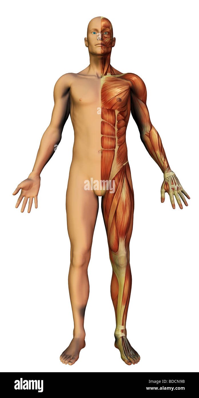 Anatomie des Menschen Stockfoto