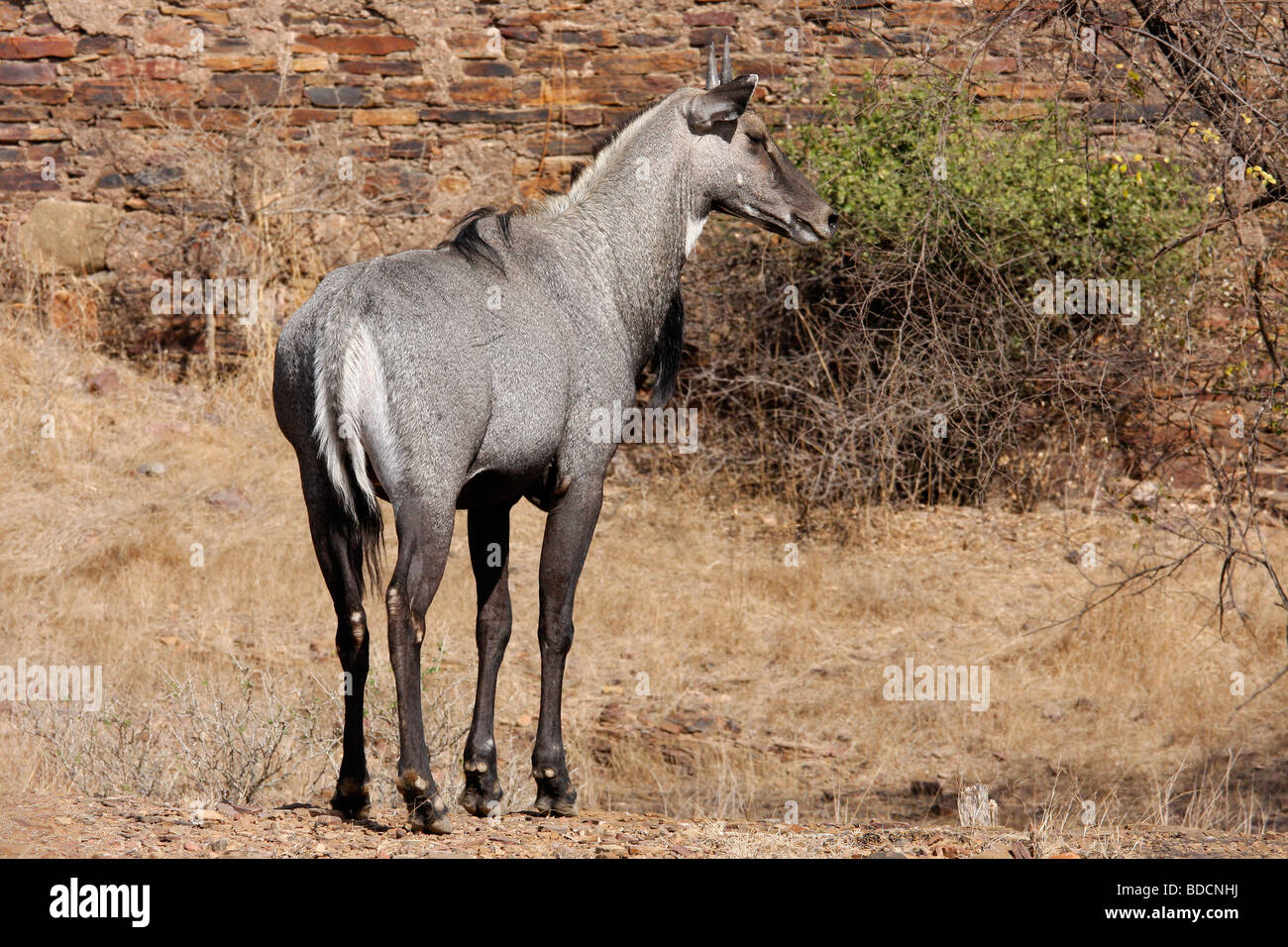 Jackale, oder "Blue Bull" (Boselaphus Tragocamelus), im Ranthambhore Tiger Reserve, Indien. Stockfoto Jackale, oder "Blue Bull" (Boselaphus Tragocamelus), im Ranthambhore Tiger Reserve, Indien. Stockfoto