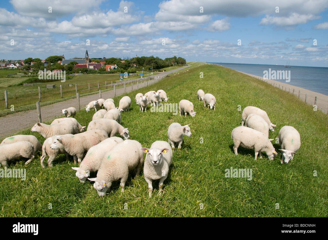 Texel Niederlande Holland Oudeschild Schafe Deich Wadden Sea Wattenmeer Stockfoto