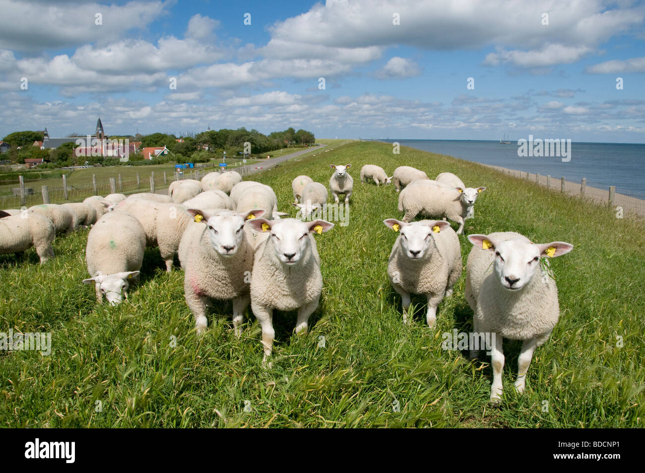 Texel Niederlande Holland Oudeschild Schafe Deich Wadden Sea Wattenmeer Stockfoto