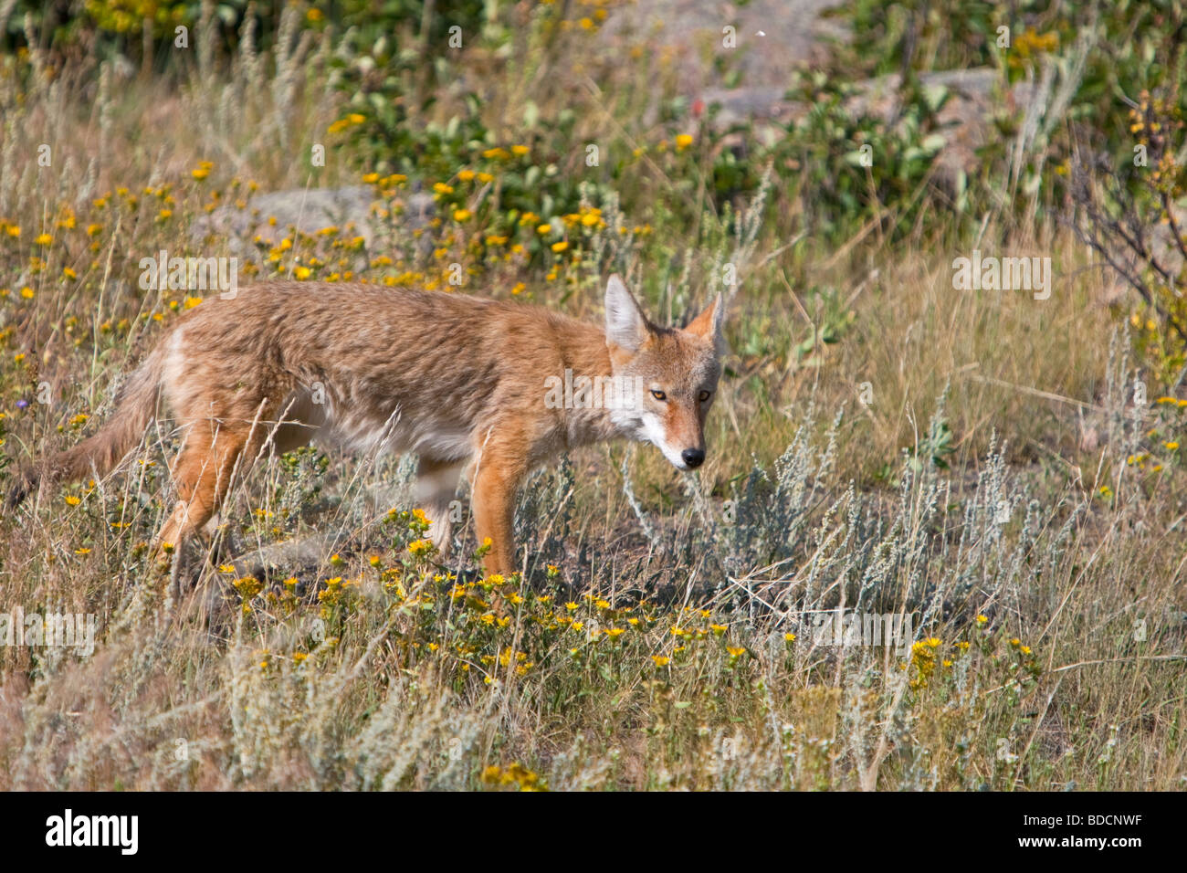 Kojoten jagen in Bereichen (Canis Latrans) Stockfoto