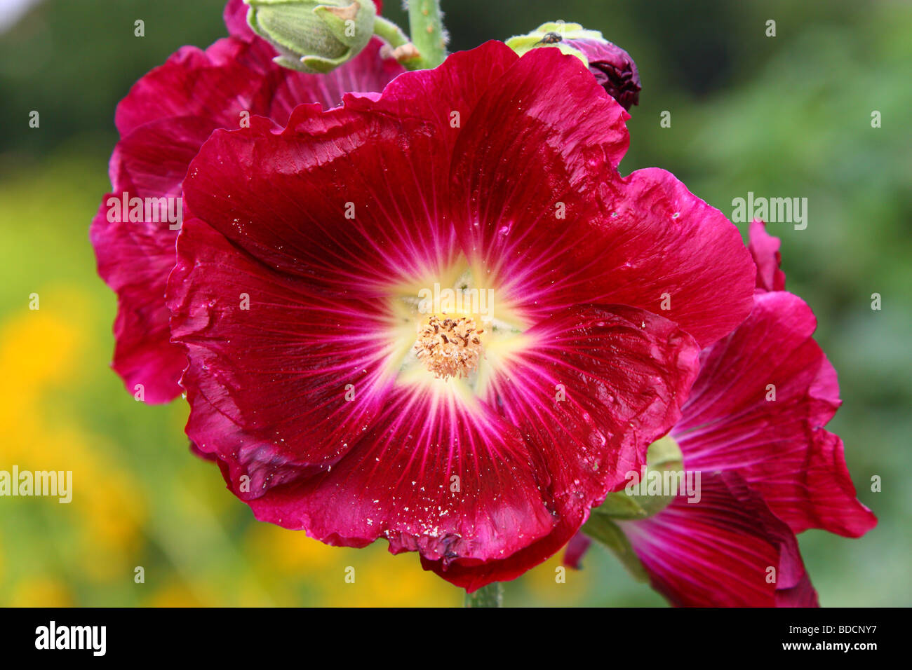 Blume lila Stockrose Alcea Rosea hautnah Stockfoto