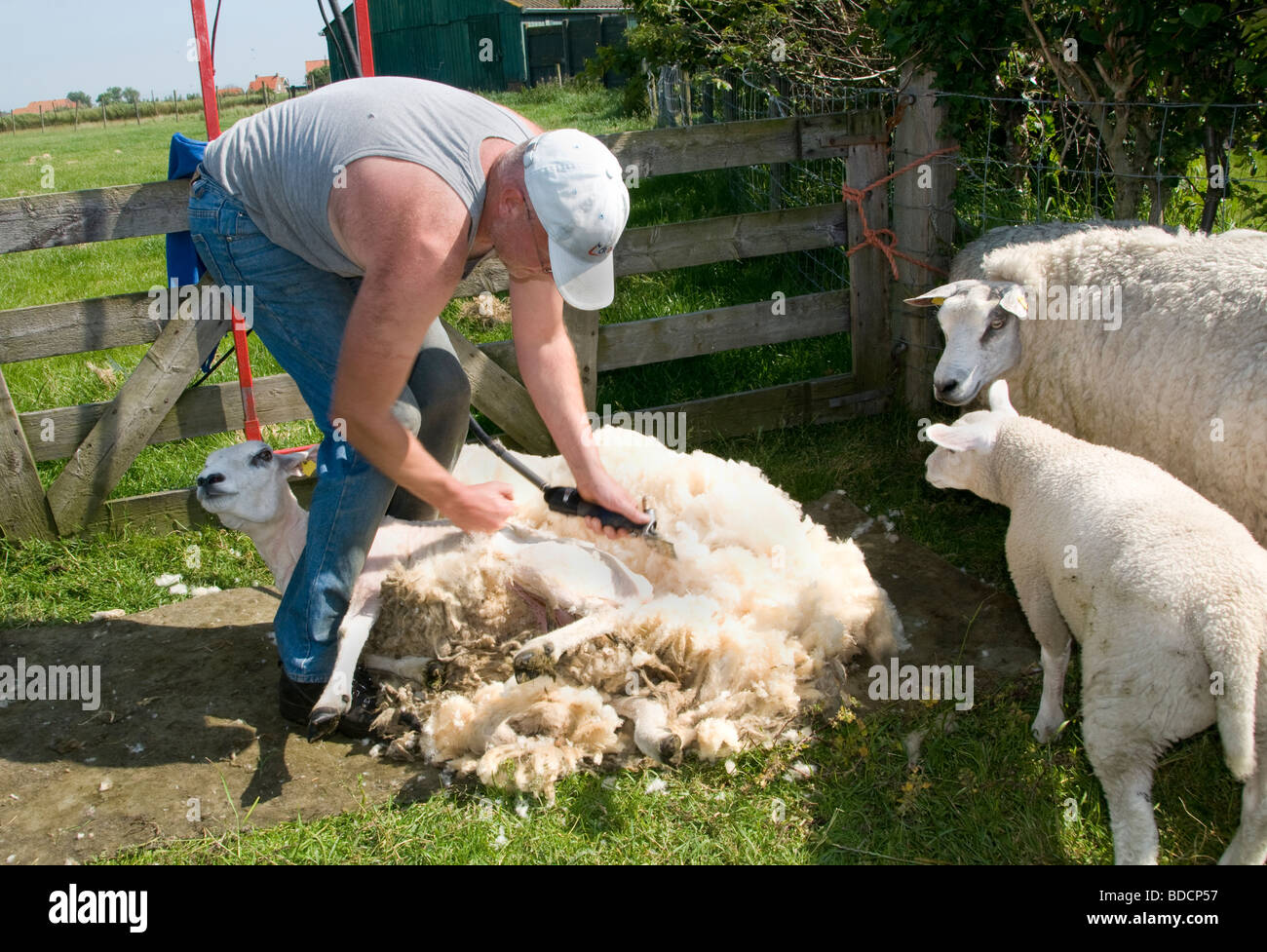 Shepard Schafe scheren Scheren Niederlande Texel Holland Farm Stockfoto