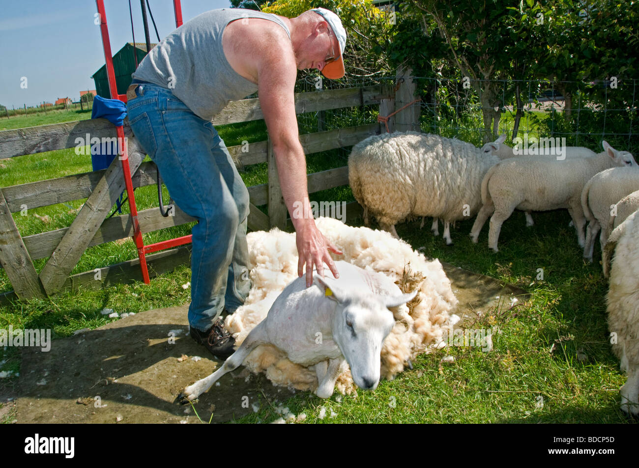 Shepard Schafe scheren Scheren Niederlande Texel Holland Farm Stockfoto