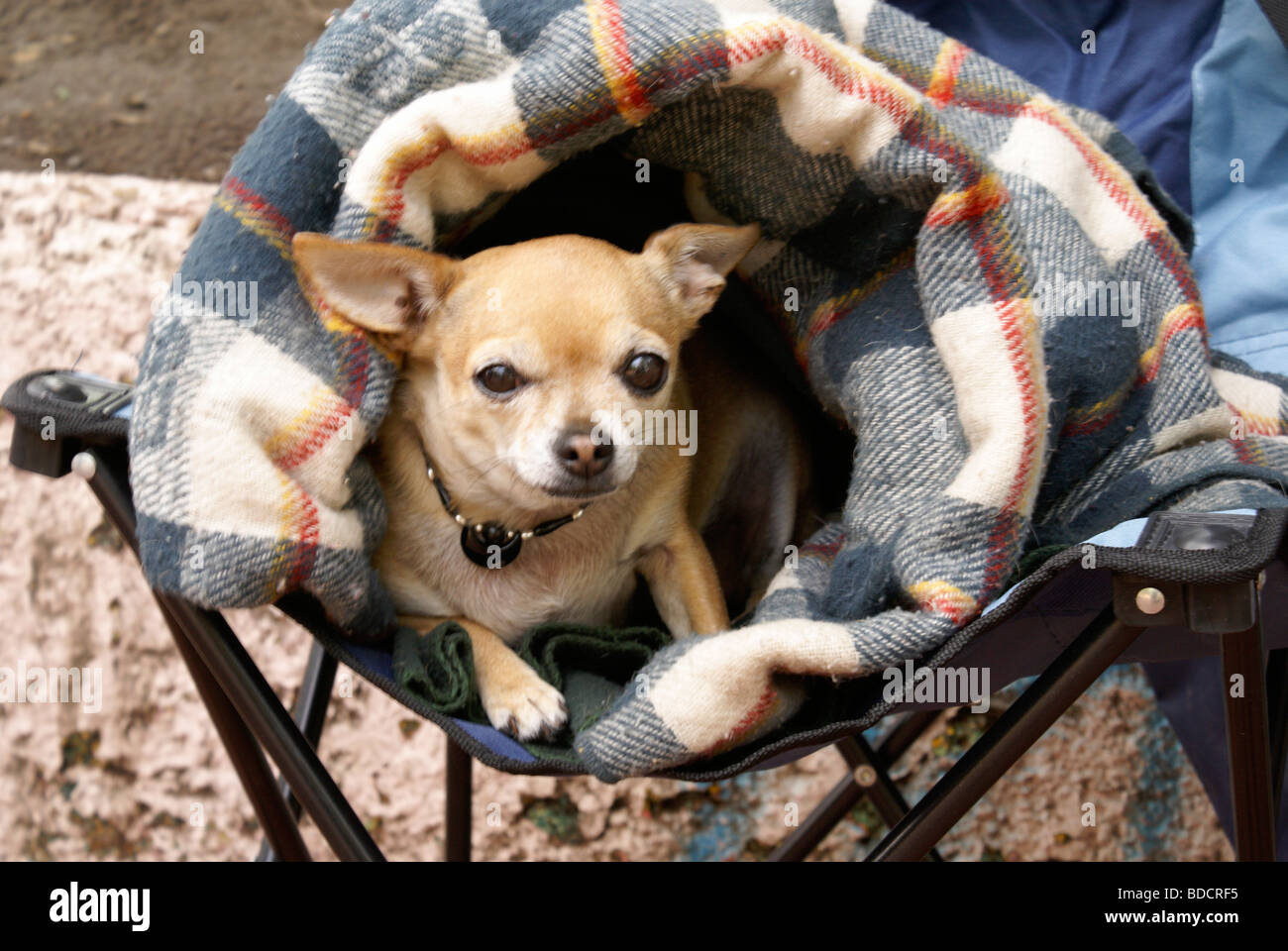 Chihuahua, gerollt in eine Decke, Mexiko-Stadt Stockfoto