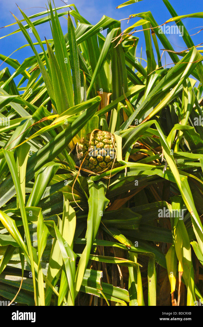 Frucht des Baumes hala Stockfoto