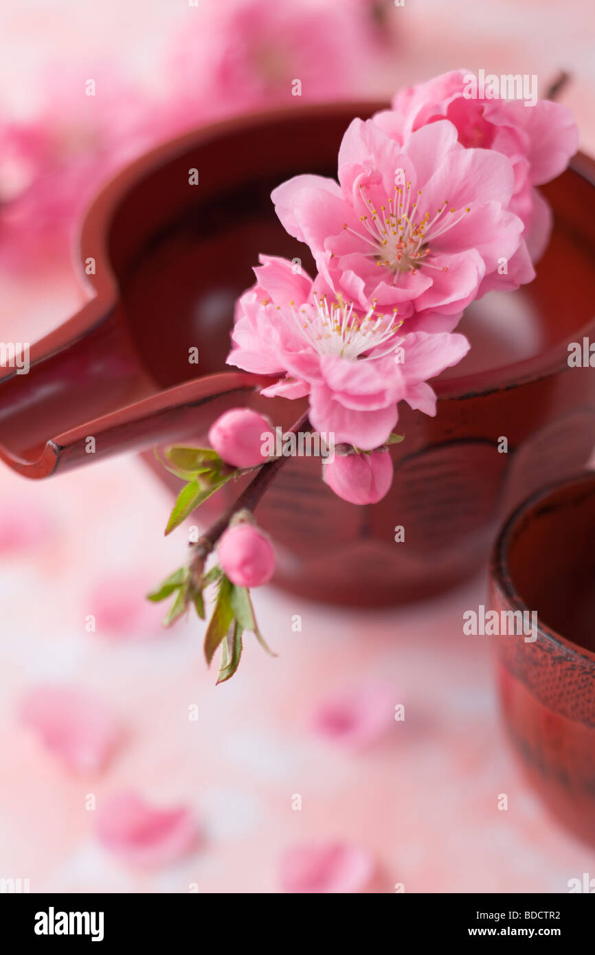 Sake-Becher und Pfirsich Blüten Stockfoto