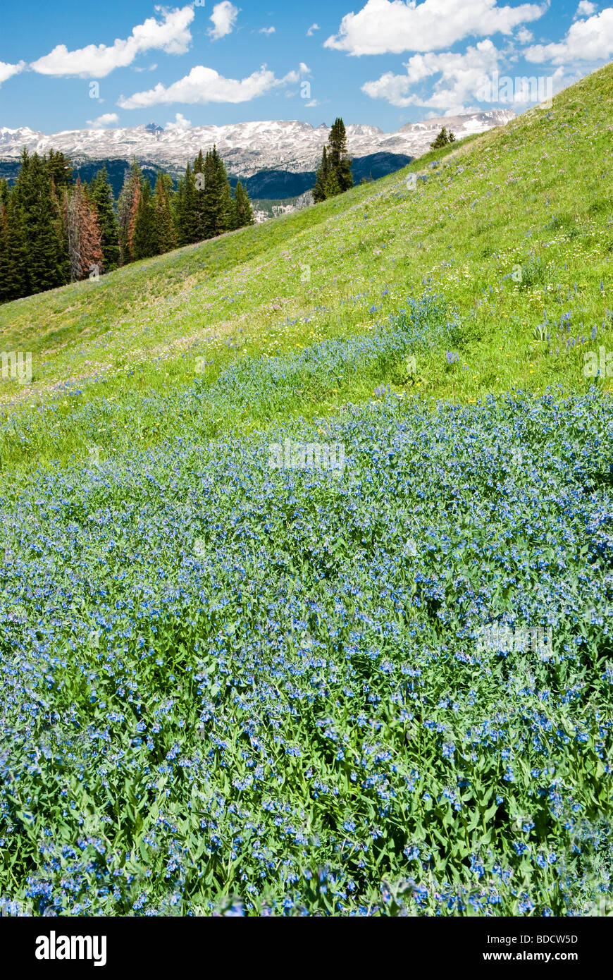 Blick auf alpinen Wildblumen entlang der Beartooth Highway in Wyoming Stockfoto