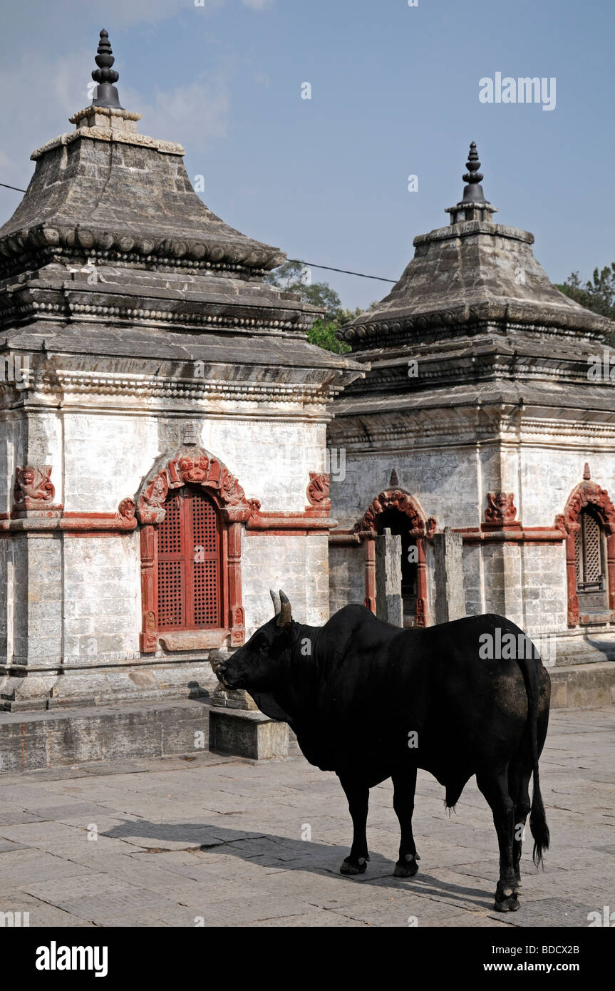 Heiliger Heilige Kuh schwarz Bull Tempel Schrein Hof Pashupatinath Tempel hinduistischen Hindi Schrein nepal Stockfoto