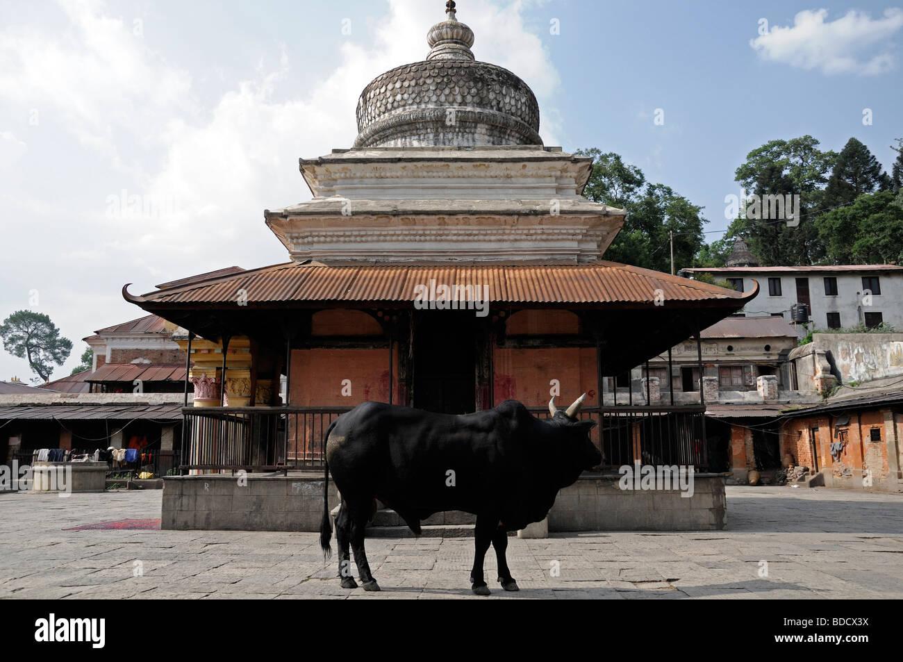 Heiliger Heilige Kuh schwarz Bull Tempel Schrein Hof Pashupatinath Tempel hinduistischen Hindi Schrein nepal Stockfoto