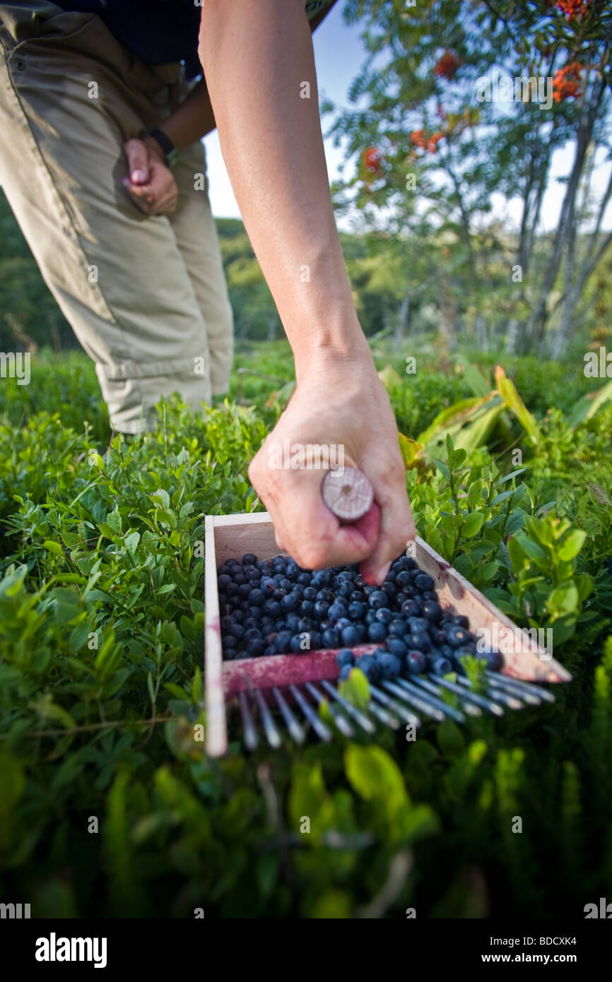 Die Heidelbeere (Vaccinium Myrtillus) sammeln mit einer Harke (Puy de Dôme - Frankreich). Cueillette de Myrtilles Avec un Champangner (Frankreich) Stockfoto