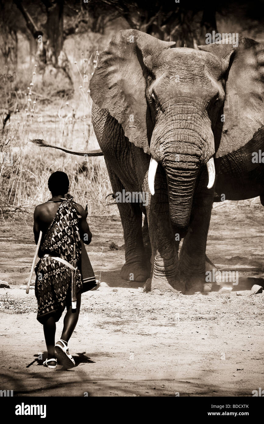 Masai Mann nähert sich wilde Elefanten sehr eng in die Konfrontation von Angesicht zu Angesicht es vertreiben Stockfoto