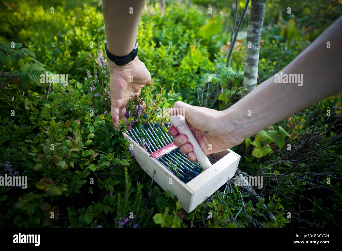 Die Heidelbeere (Vaccinium Myrtillus) sammeln mit einer Harke (Puy de Dôme - Frankreich). Cueillette de Myrtilles Avec un Champangner (Frankreich) Stockfoto