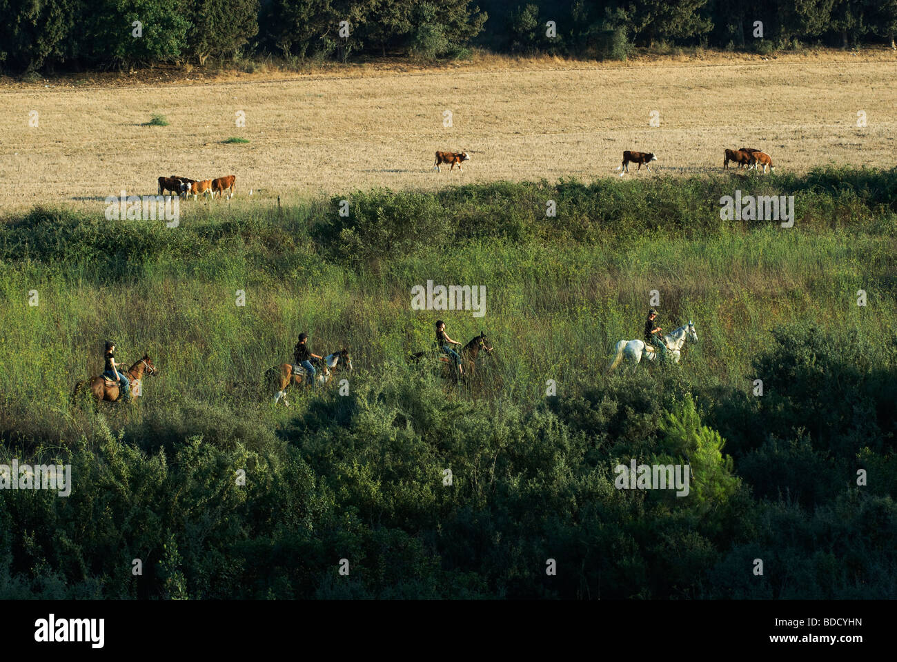 Israelische Frauen Reitpferde im Menashe Höhen oder Ramot Menashe befindet sich auf dem Carmel Bereich Nordisrael Stockfoto