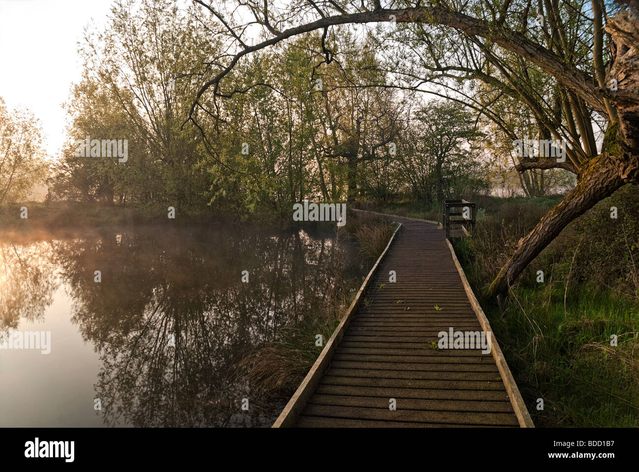 Boardwalk durch Feuchtgebiete, Cotswold Water Park, Wiltshire, geeignet für Rollstuhlfahrer Besucher Stockfoto