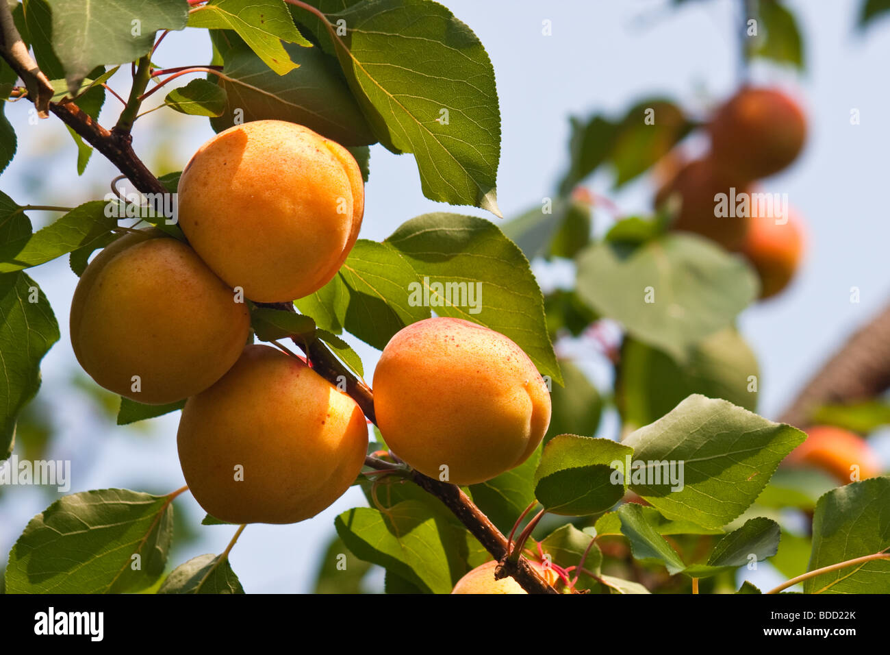 Vier Aprikosen auf einem Baum mit mehreren anderen im Hintergrund unscharf. Stockfoto