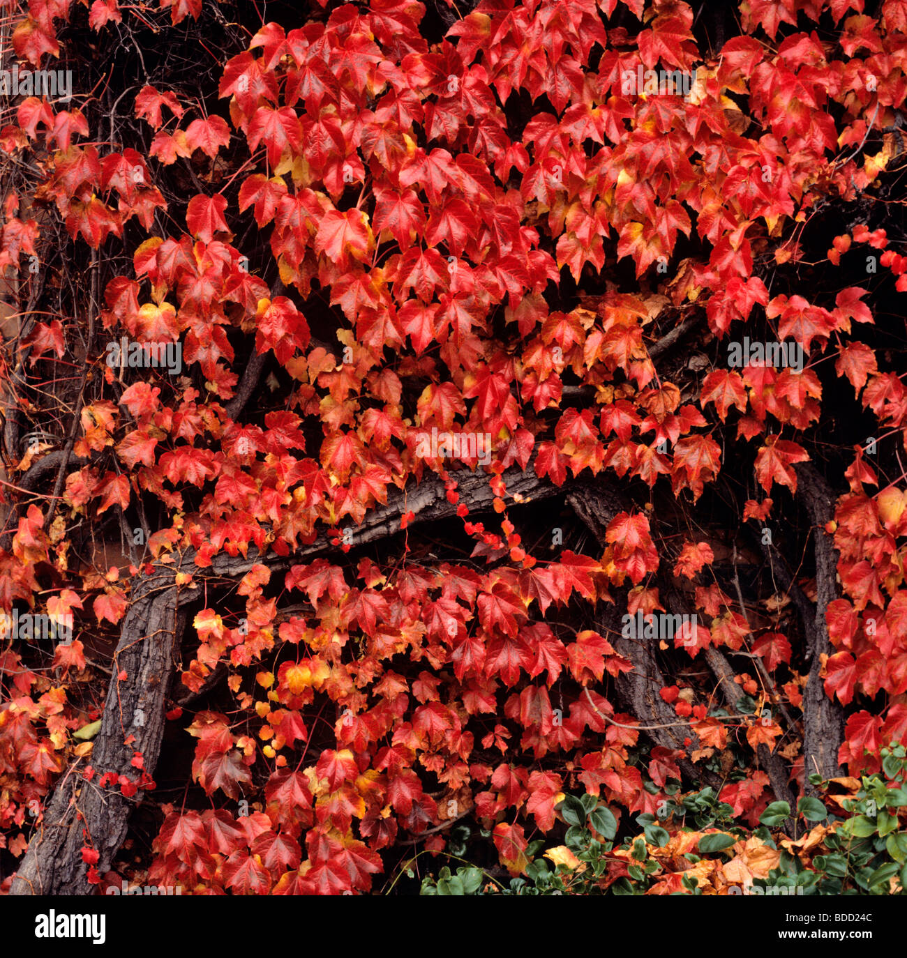 Japanischer efeu -Fotos und -Bildmaterial in hoher Auflsung  Alamy