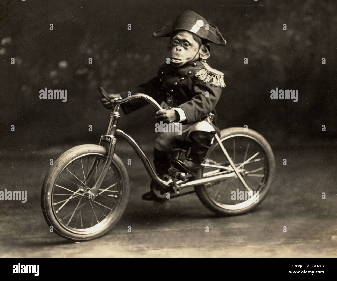 Schimpanse mit dem Fahrrad Stockfoto