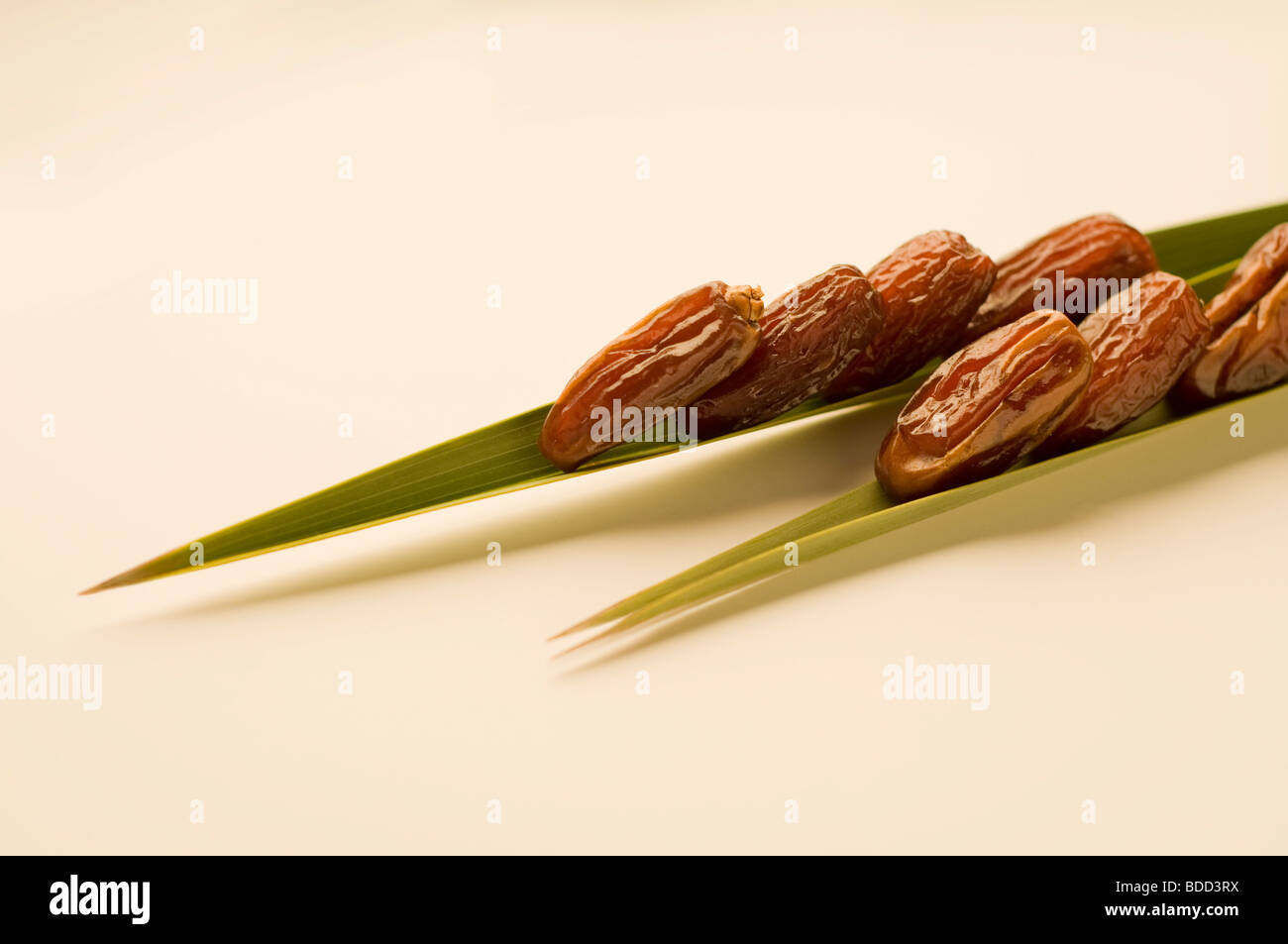 Termine auf Palmblatt angeordnet gerissen. Stockfoto