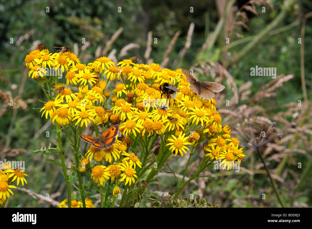 Eine gemeinsame Kreuzkraut Blütenkopf lebendig mit Insekten, darunter Gatekeeper und Wiese braun, Schmetterlinge und Bienen Stockfoto