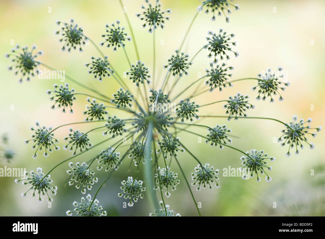 Ammi majus. Bullwort/Bischöfe weed Blütezeit Muster Stockfoto