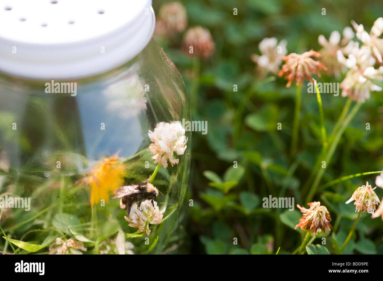 Glas Glas mit eingeschlossenen Hummel innen im Hinterhof Sommerspaß Stockfoto