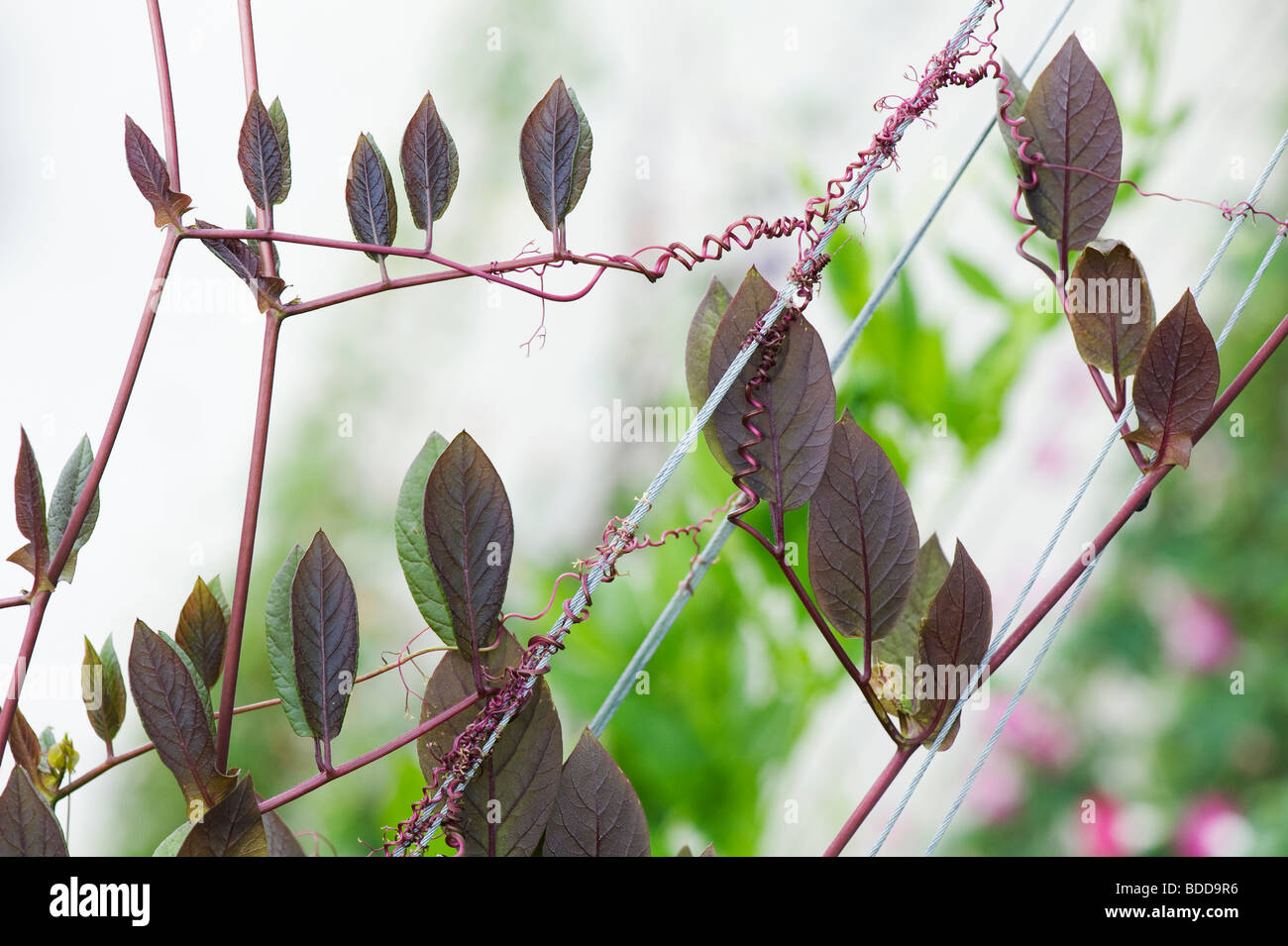 Cobaea Scandens. Tasse und Untertasse Weinpflanze klettern auf einem Draht Unterstützung in einem Garten. Großbritannien Stockfoto