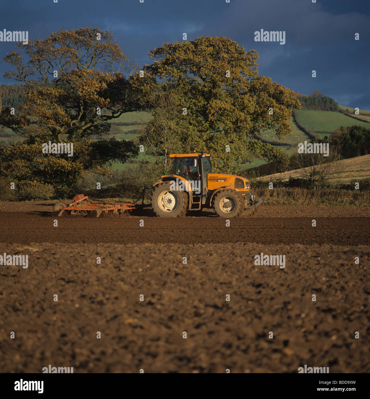 Traktor mit Egge und Stabwalze Herbst Getreide anpflanzen, Devon Saatbeet vorbereiten Stockfoto