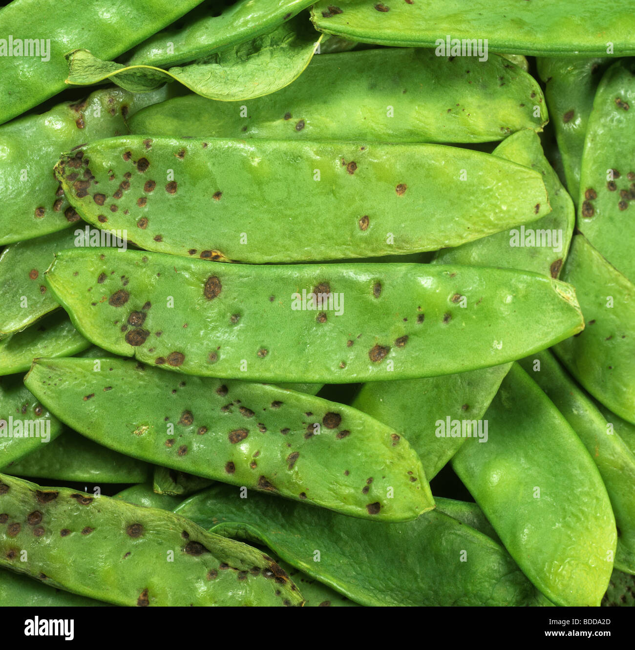 Ascochyta Pod vor Ort (Ascochyta Pisi) Flecken auf Supermarkt Zuckererbsen-Schoten Stockfoto