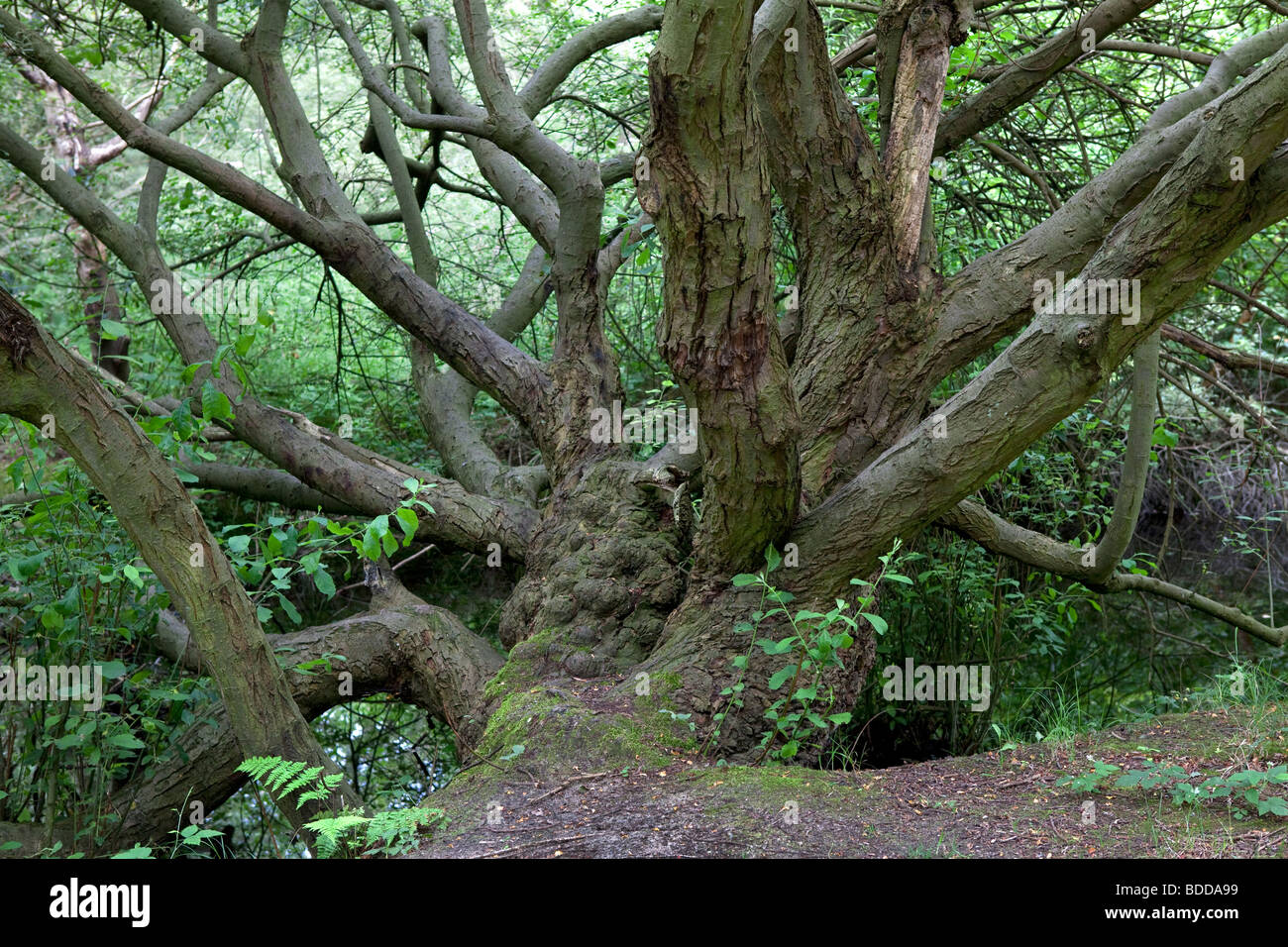 Alter Baum im Wald Stockfoto