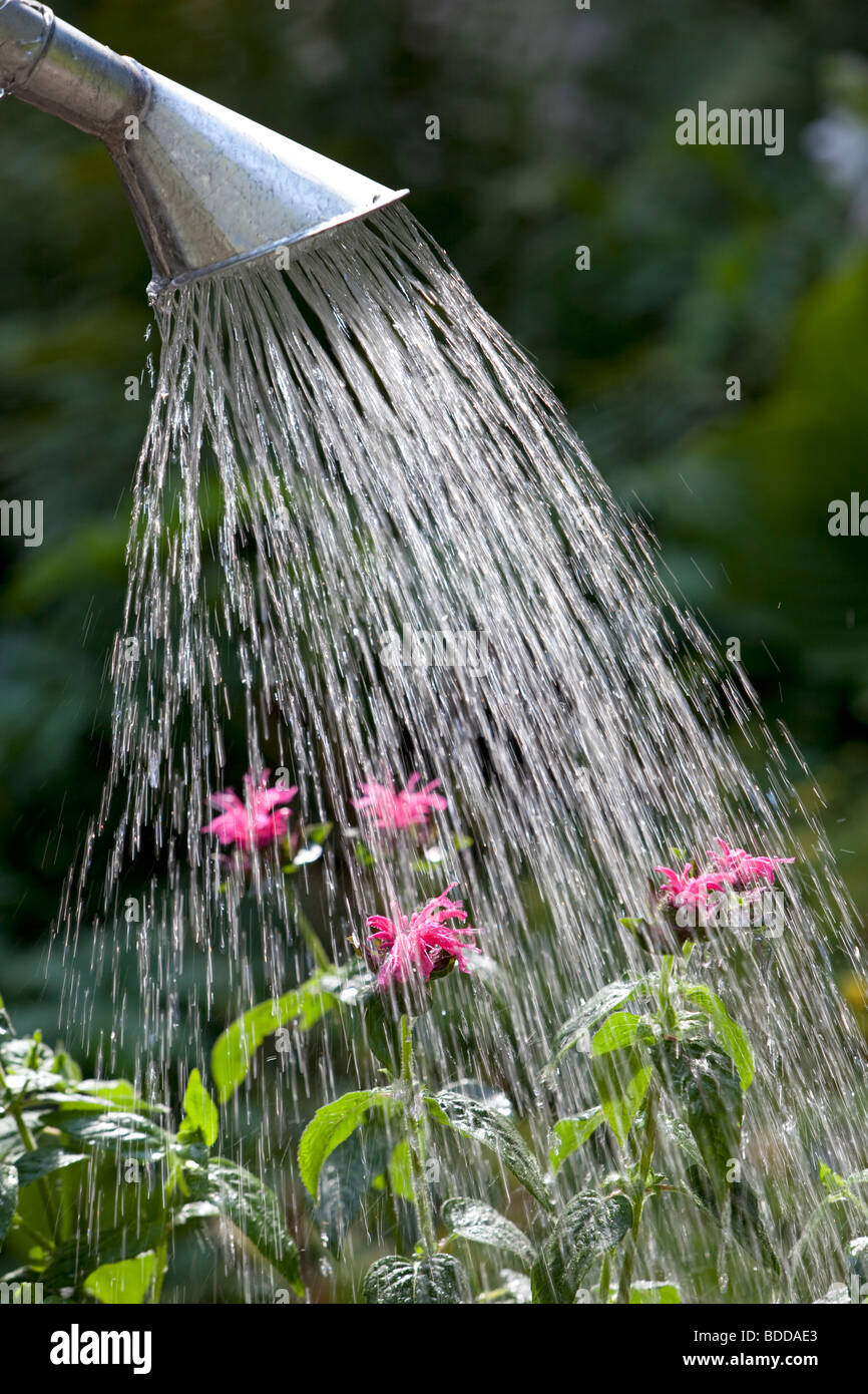 Gießen von Wasser mit einer Gießkanne im Garten Stockfoto