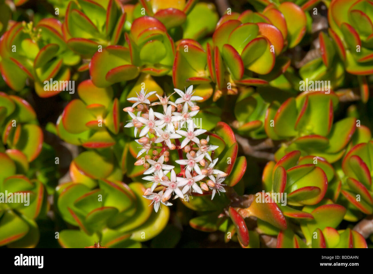 Jade-Pflanzen Crassula Ovata Crassula Portulacea blühen im Garten Enchanting Floral in Kula Maui Stockfoto