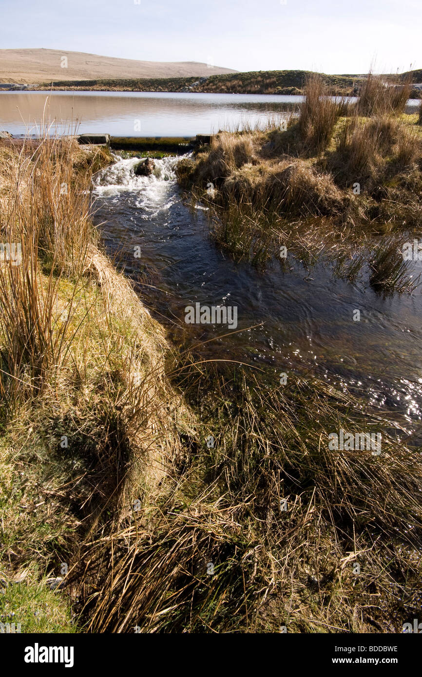 Der Zufluß aus einem See auf Dartmoor Stockfoto