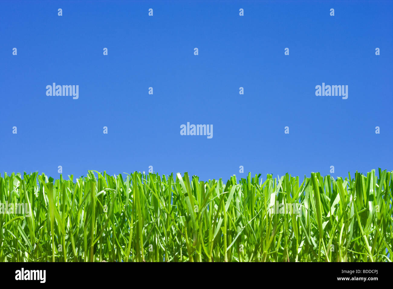 Rasen Sie, niedrigen Winkel gegen einfachen blauen Himmel Stockfoto