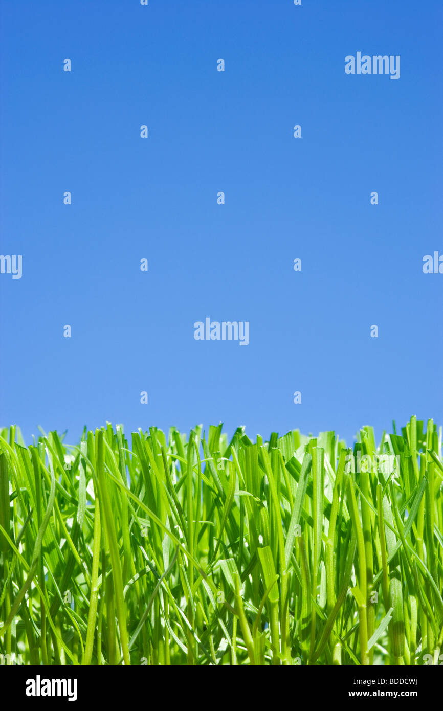 Rasen Sie, niedrigen Winkel gegen einfachen blauen Himmel Stockfoto