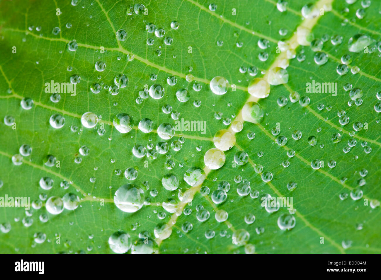 Regentropfen auf Cotinus Blatt Stockfoto
