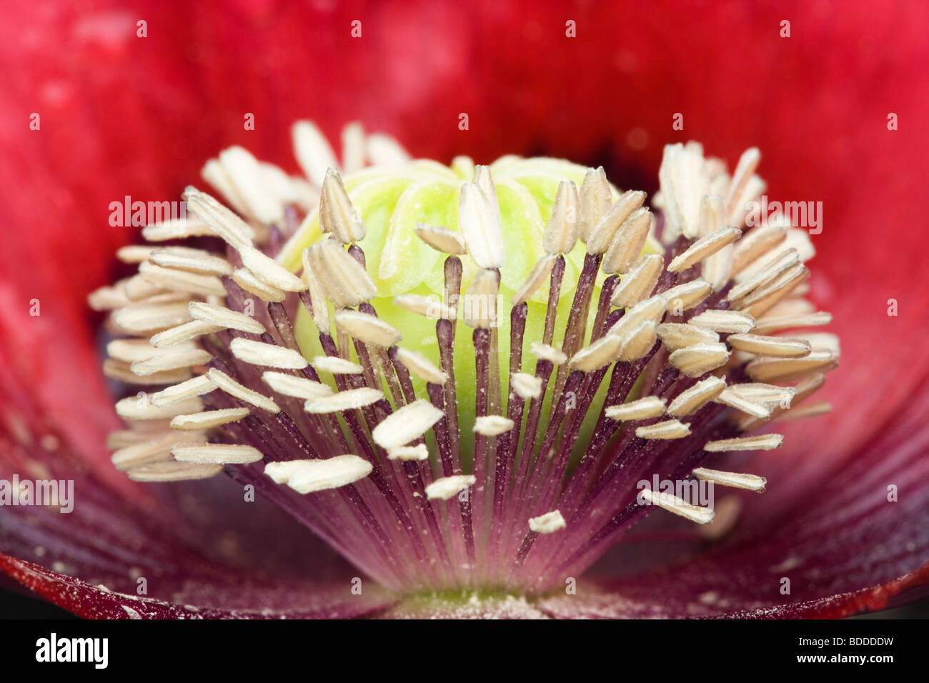 Staubblätter der Mohnblume. Roter Garten Vielzahl von Schlafmohn. UK-Garten. Stockfoto