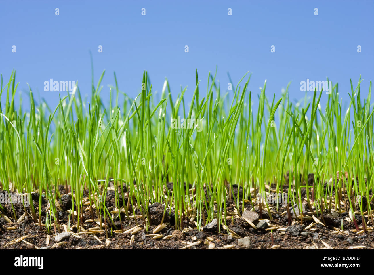 Grassamen Keimen zu Rasen. Stockfoto