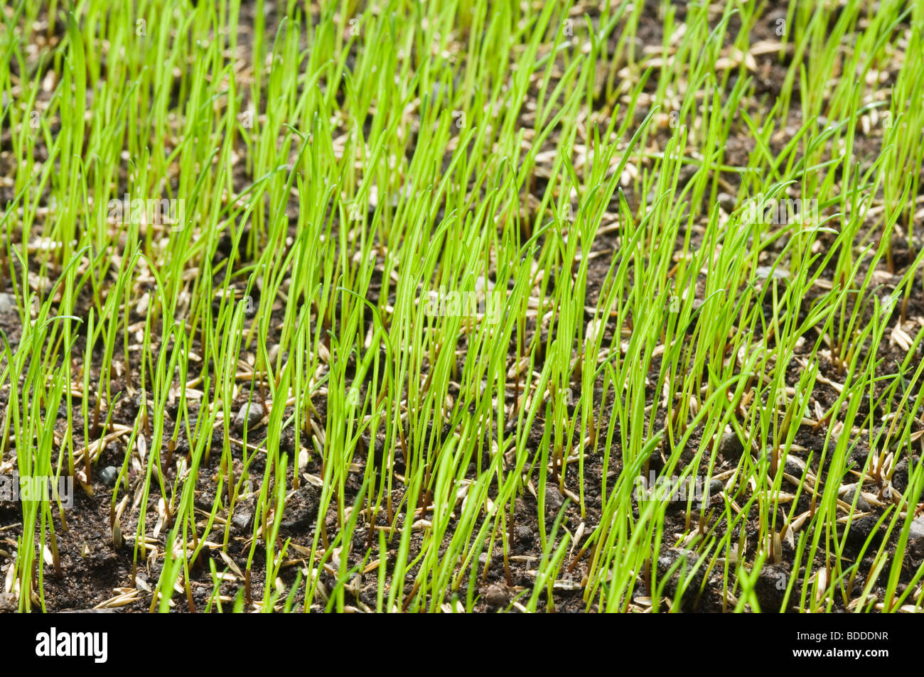 Grassamen Keimen für Rasen. Stockfoto