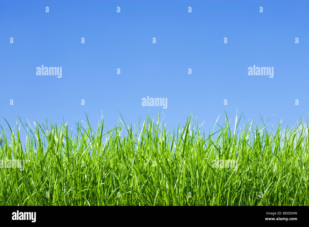 Grass, niedrigen Winkel gegen blauen Himmel Stockfoto