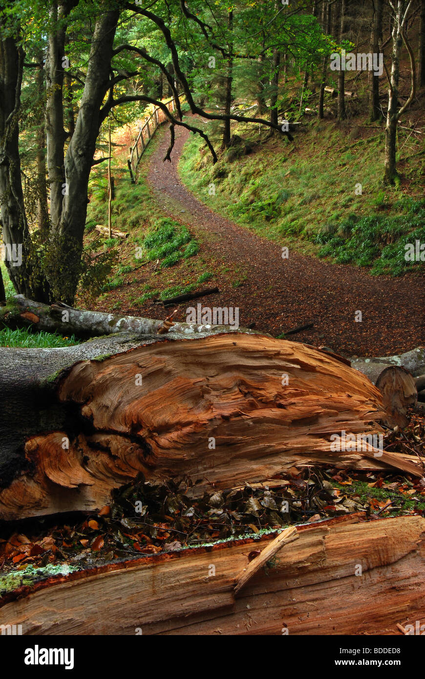 Gefallenen Buche, Beinn Lora, Benderloch, Argyll. Schottland, Großbritannien. Stockfoto