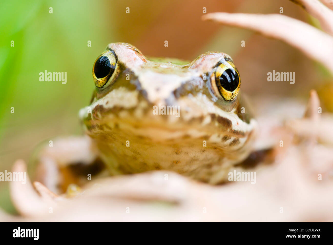 Grasfrosch Stockfoto