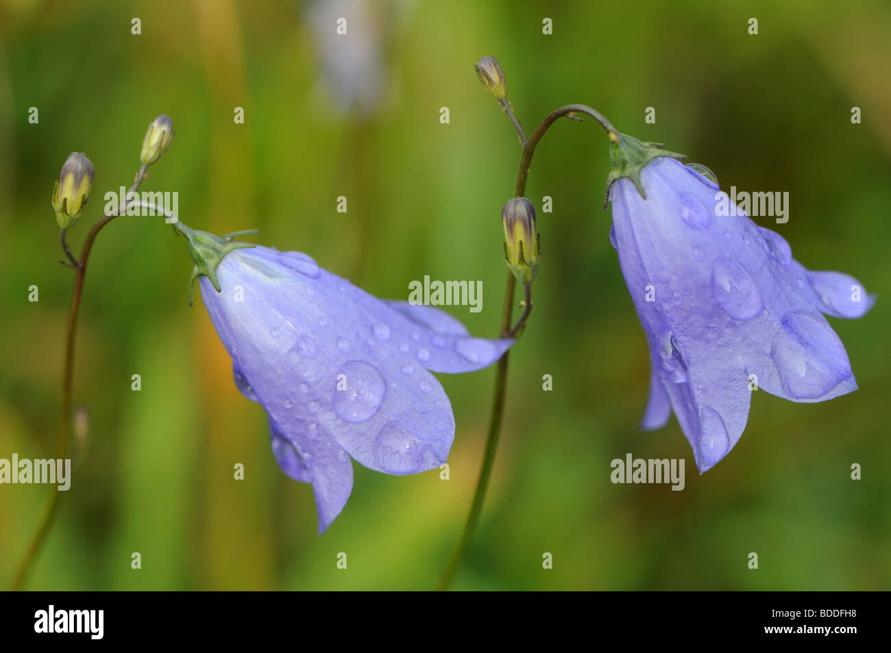 Glockenblumen (Campanula Rotundifolia) Stockfoto