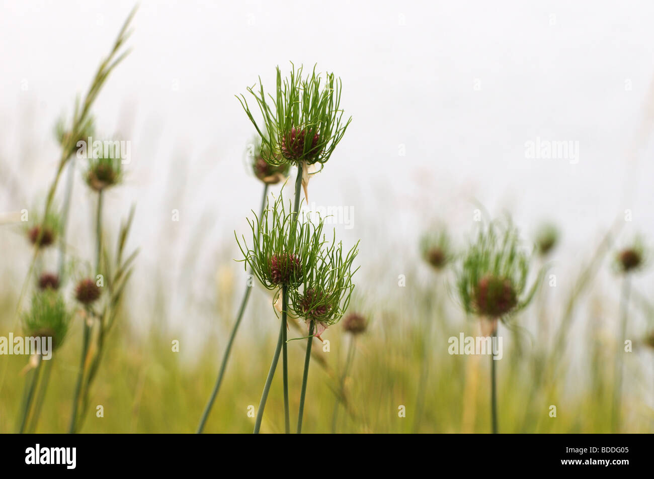 Wilde Zwiebeln (Allium Vineale Var Compactum) Stockfoto