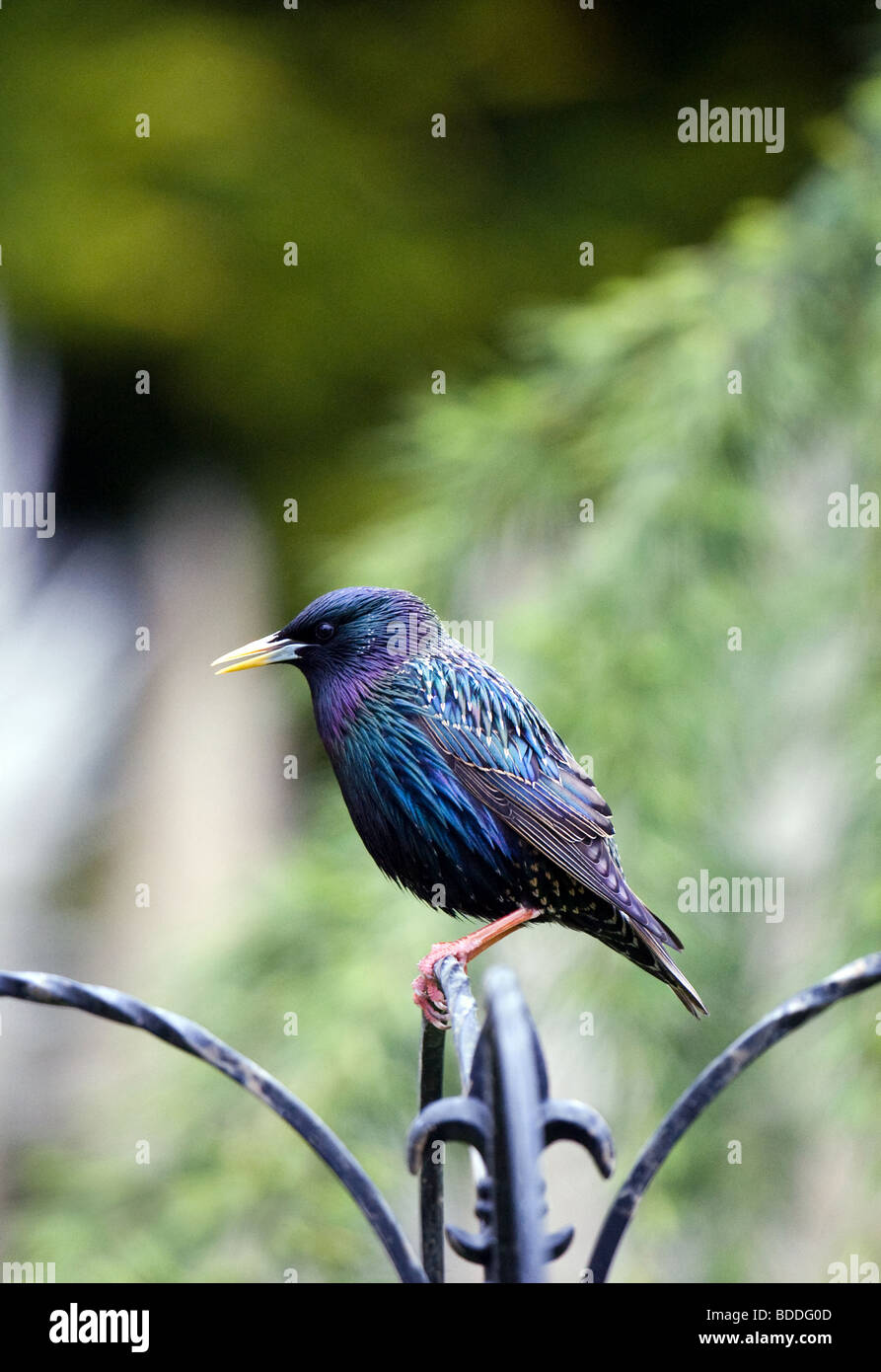 Ein Star In The Garden (Sturnus Vulgaris) Stockfoto