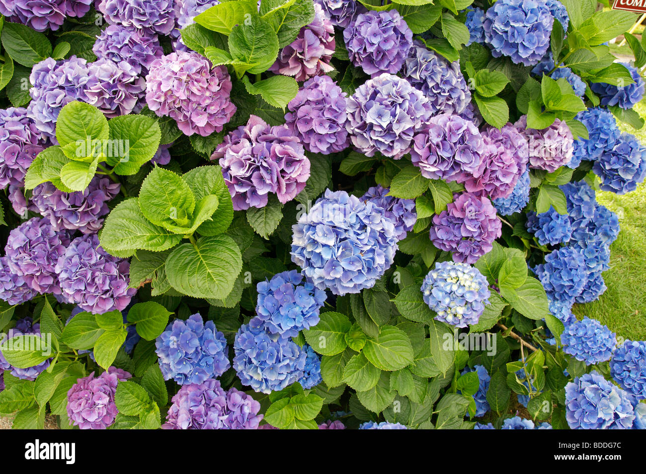 Hydrangea Macrophylla wächst in Massachusetts. Stockfoto